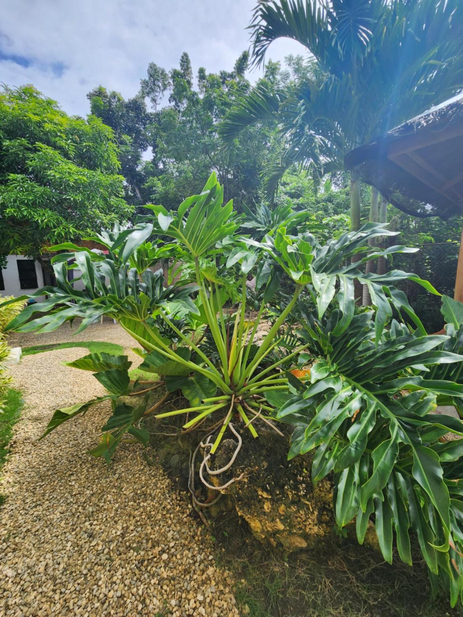 Mannah Garden Staycation Place Panglao Exterior foto